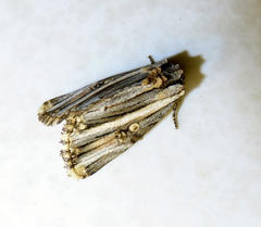 Anedhella rectiradiata