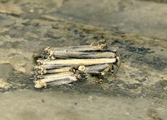 Anedhella rectiradiata