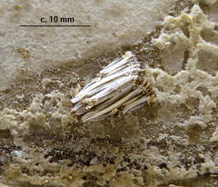 Anedhella rectiradiata