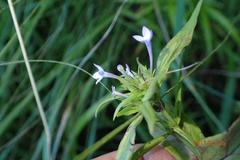 Conostomium natalense