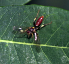 Cratichneumon paratus