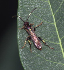 Cratichneumon paratus