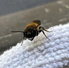 Megachile umbripennis