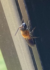 Megachile umbripennis