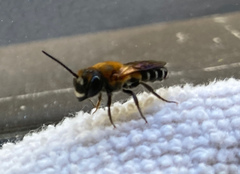 Megachile umbripennis