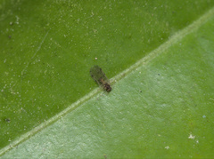 Ectopsocidae