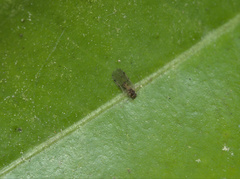 Ectopsocidae