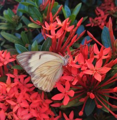 Ascia monuste orseis