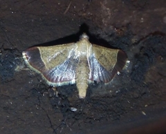 Hypsopygia amoenalis