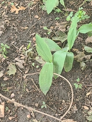 Convallaria majalis