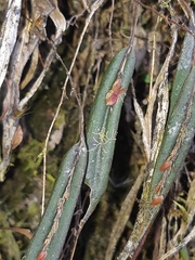 Lepanthes mucronata