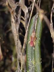 Lepanthes mucronata