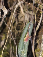 Lepanthes mucronata