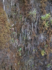 Lepanthes mucronata
