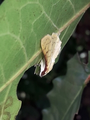 Polygrammodes flavidalis