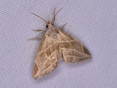 Plagiomimicus tepperi