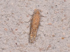 Pelochrista comatulana