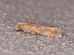 Pelochrista comatulana