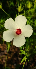 Hibiscus biseptus