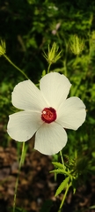 Hibiscus biseptus