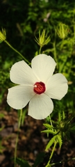 Hibiscus biseptus