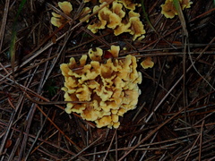 Spathulariopsis velutipes