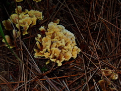 Spathulariopsis velutipes