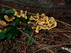 Spathulariopsis velutipes