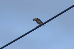 Acridotheres leucocephalus