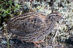 Coturnix japonica