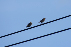 Acridotheres leucocephalus