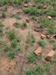 Eriospermum cooperi cooperi