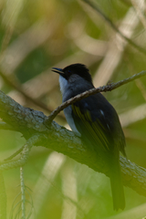 Hemixos flavala remotus