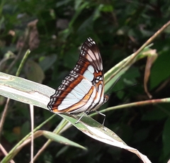 Adelpha serpa
