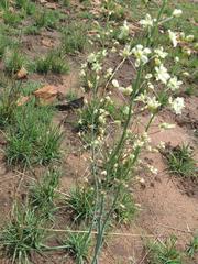 Eriospermum cooperi cooperi