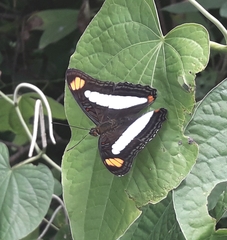 Adelpha serpa