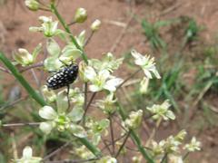 Eriospermum cooperi cooperi