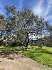 Eucalyptus viminalis pryoriana