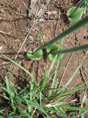 Eriospermum cooperi cooperi