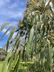 Eucalyptus viminalis pryoriana
