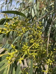 Eucalyptus viminalis pryoriana