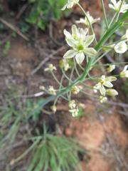 Eriospermum cooperi cooperi