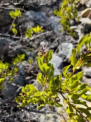 Escallonia illinita