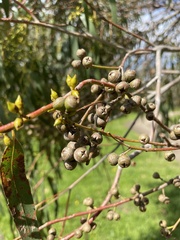 Eucalyptus viminalis pryoriana