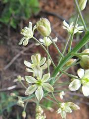 Eriospermum cooperi cooperi