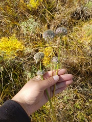 Allium strictum