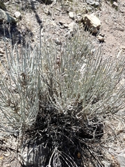 Mulguraea cinerascens