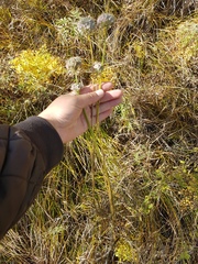 Allium strictum