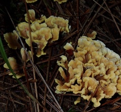 Spathulariopsis velutipes