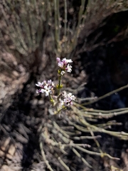 Mulguraea cinerascens